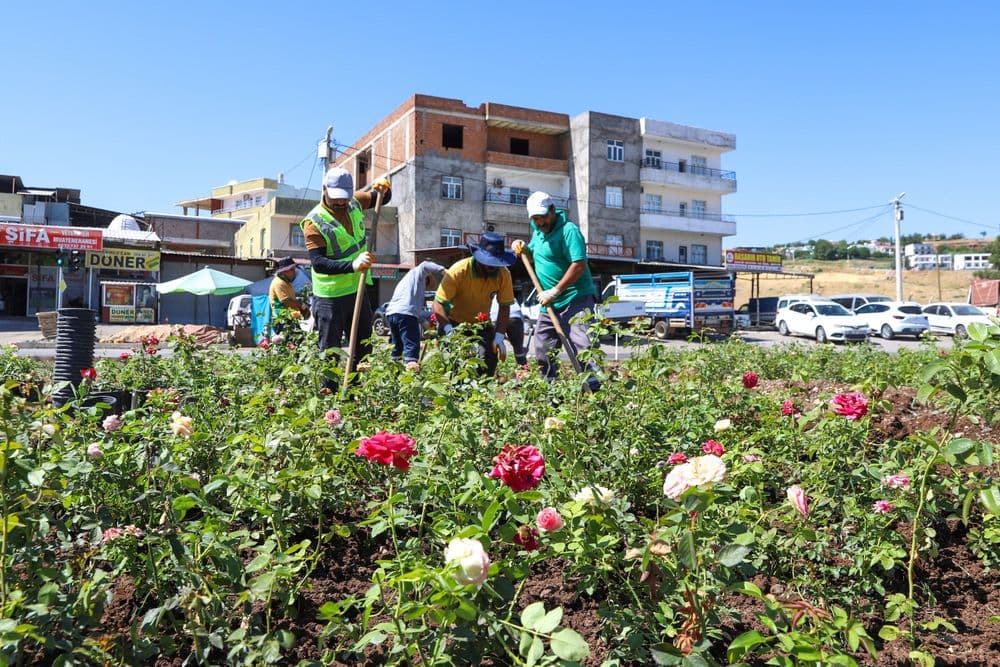 Mardin yolu 14 bin 200 gülle renklenecek