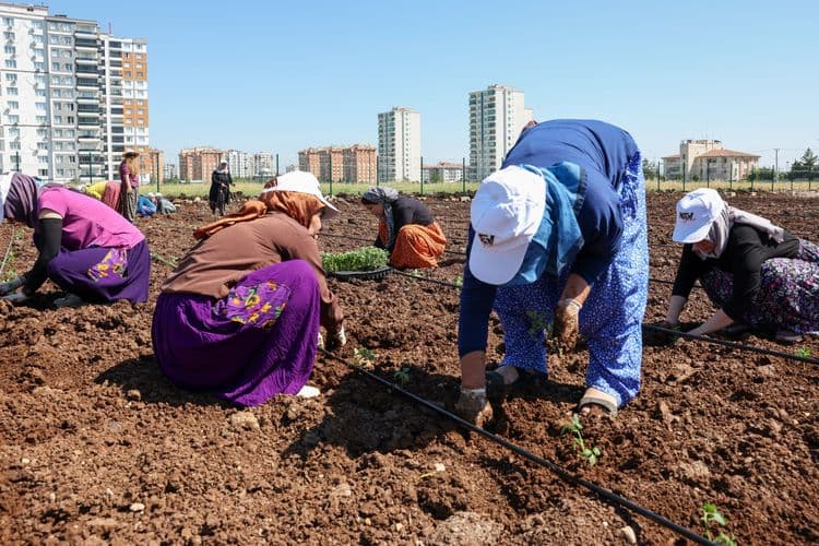 Eşbaşkan Bucak, kadınlarla birlikte Komün Bostanı’nda fide dikti 14