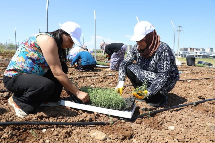 Kadınlar dayanışmayla üretiyor, komünal yaşamı büyütüyor