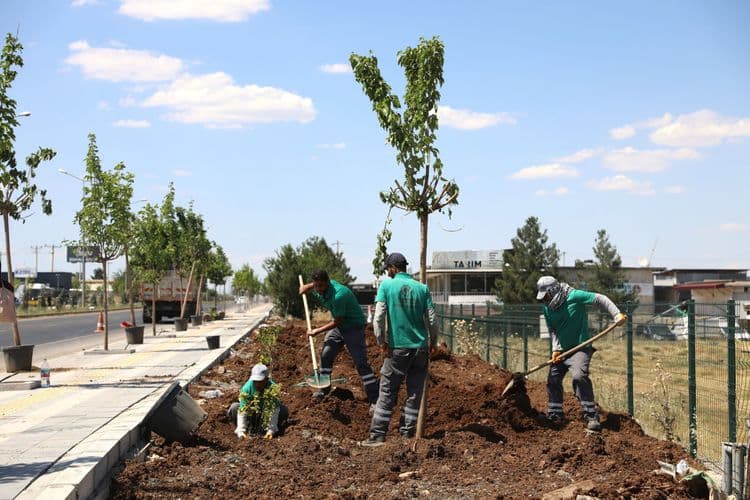 Diyarbakır-Mardin yolunun çehresi 23 bin yeni bitkiyle değişiyor 1