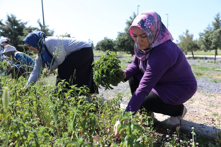 Kadın emeğiyle yetişen tıbbi ve aromatik bitkilerde ilk hasat yapıldı 1
