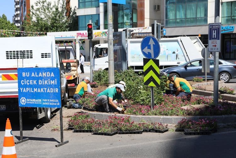 500 bin Çin karanfili üretildi, çiçekler toprakla buluştu 2