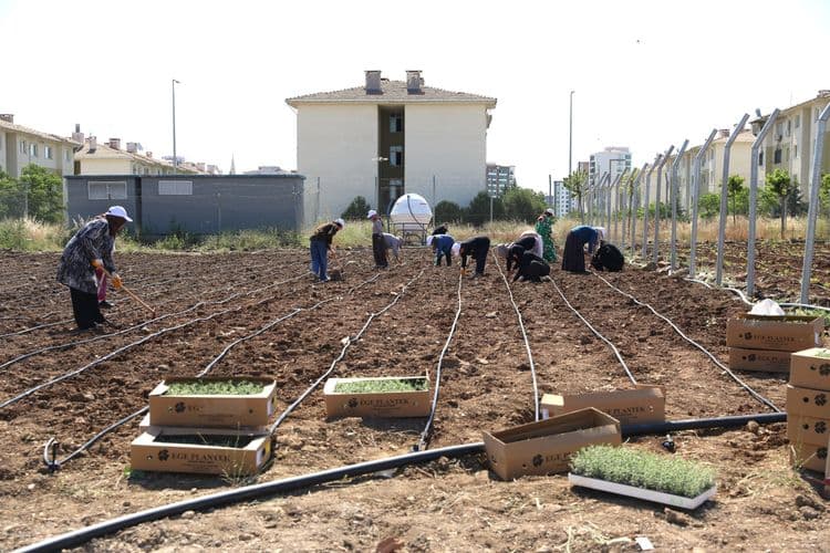 Kadınlar dayanışmayla üretiyor, komünal yaşamı büyütüyor 3