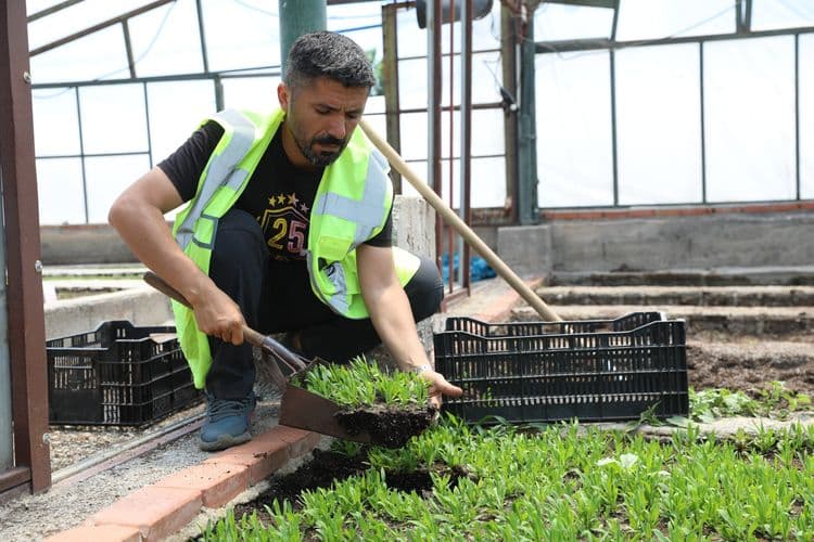 500 bin Çin karanfili üretildi, çiçekler toprakla buluştu 3