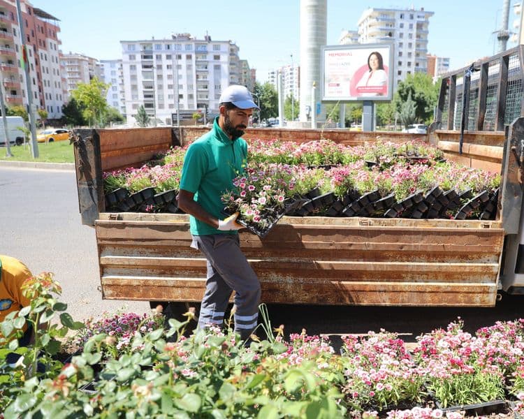 500 bin Çin karanfili üretildi, çiçekler toprakla buluştu 5