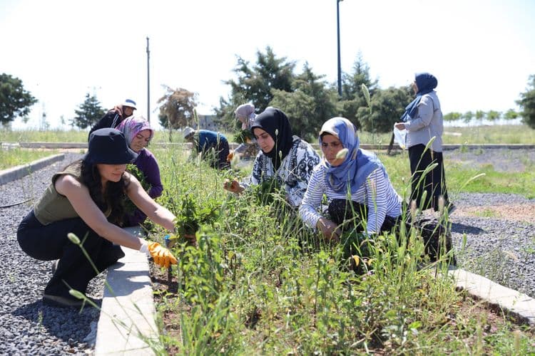 Kadın emeğiyle yetişen tıbbi ve aromatik bitkilerde ilk hasat yapıldı 4