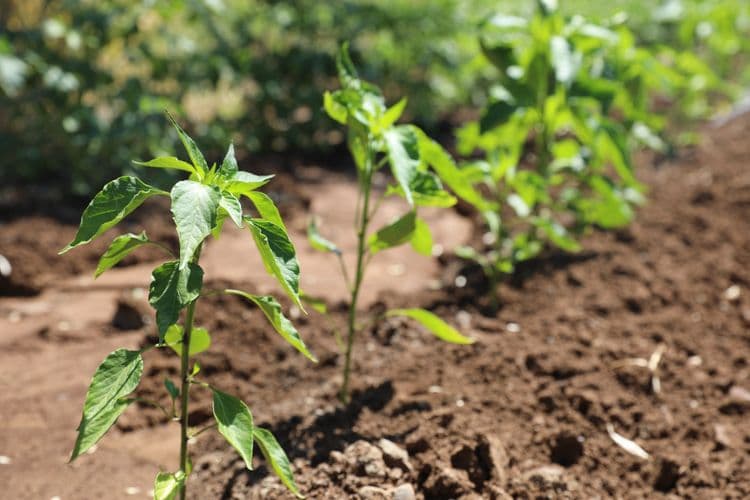 Yerel tohumlar Agroekoloji Yerleşkesi’nde koruma altında 5