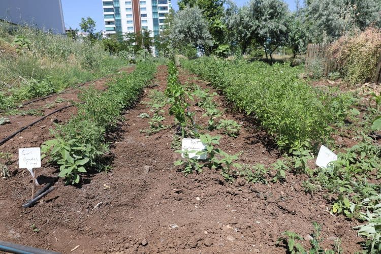 Yerel tohumlar Agroekoloji Yerleşkesi’nde koruma altında 6