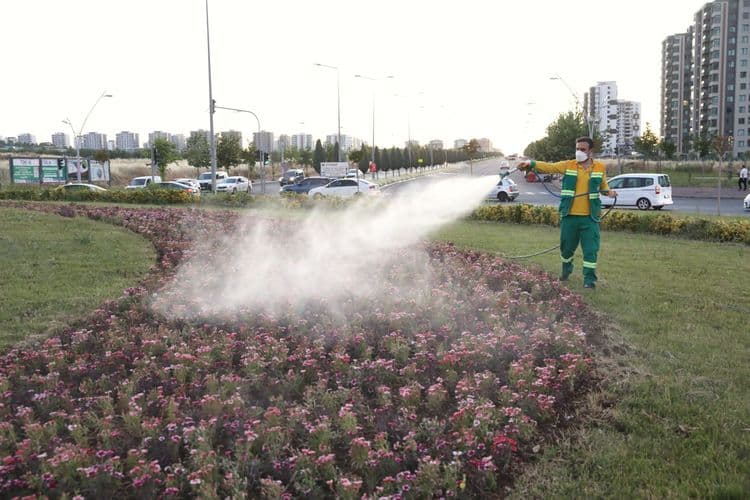 500 bin Çin karanfili üretildi, çiçekler toprakla buluştu 9