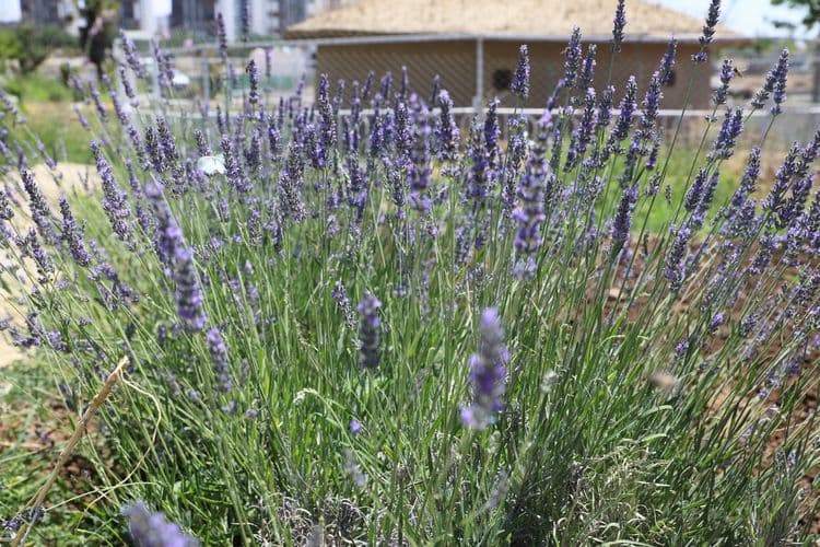 Yerel tohumlar Agroekoloji Yerleşkesi’nde koruma altında 9