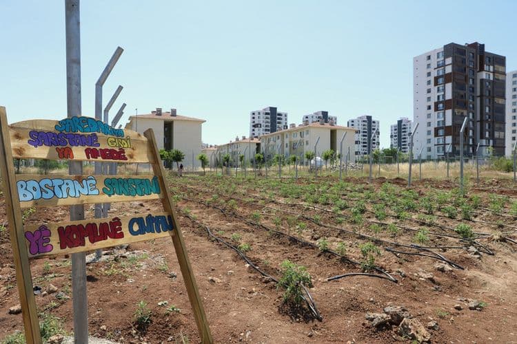 Kadınlar dayanışmayla üretiyor, komünal yaşamı büyütüyor 8
