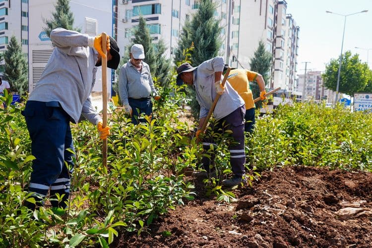 Refüj ve kavşaklar çiçeklerle yenileniyor 7