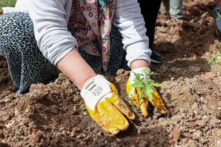 Kadın Komün Kent Bostanı’nda fideler toprakla buluştu
7
