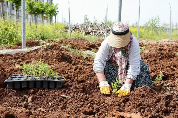 Kadın Komün Kent Bostanı’nda fideler toprakla buluştu
5