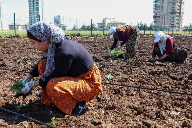 Hevşaredar Bucak ligel jinan li Bîstanê Komîn şitil çandin 8