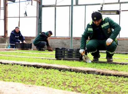 DBB 2 milyon Çin karanfili üretecek