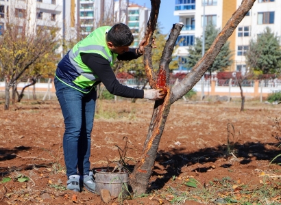 DBB özel yöntemlerle ağaçları tedavi ediyor