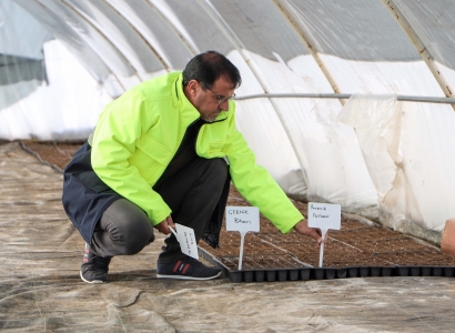 Tovê xwemalî danîn, 300 hezar şitil dê bêpere li cotkaran bêne belavkirin