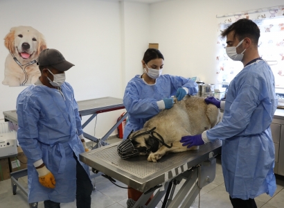 Uyuz tanısı konulan 50 köpek tedavi altına alındı
