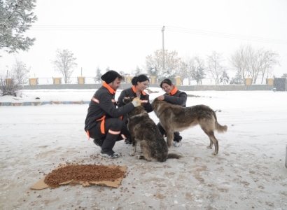 Food placed at 50 locations for stray animals