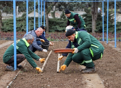DBB kendi gülünü üretiyor, bu yıl hedef 25 bin fidan