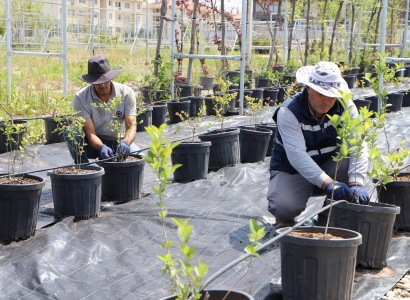Yaban mersini ve aronya üretimi için çalışma başlatıldı