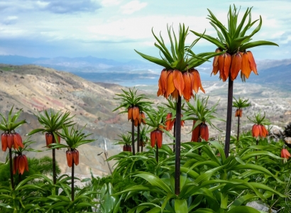 Koyê Meqamê Zulqêfî ra Xemlê Guldexwînan