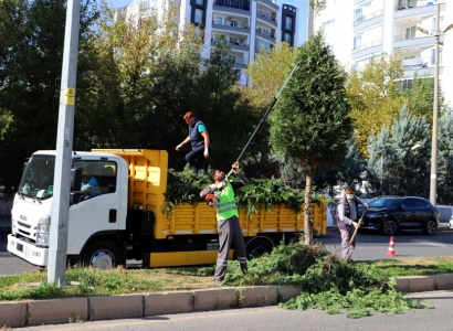 Kent genelinde ağaç budama çalışmaları başladı Kent genelinde ağaç budama çalışmaları başladı