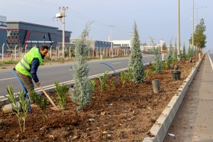 DBB, 14 kilometrelik kent girişini ağa&ccedil;landırıyor