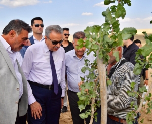 Vali Ali İhsan Su: “Bu yıl 200 bin fıstık ağacı aşılanacak”