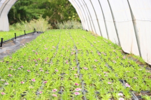 DBB begins production of Chinese carnations