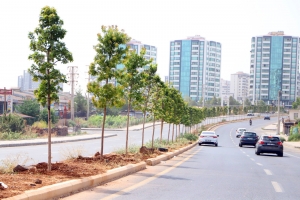 Abdulkadir Aksu Caddesi’ne 349 ağaç dikildi