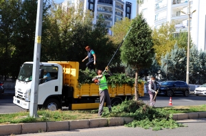 Kent genelinde ağaç budama çalışmaları başladı