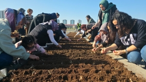 Tıbbi ve Aromatik Bitkiler At&ouml;lyesi&rsquo;nde safran ekimi