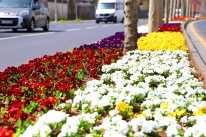 DBB’nin ürettiği 3 milyon 300 bin çiçekle şehir rengarenk