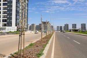 Green transformation in Diyarbakır: 5,000 trees planted