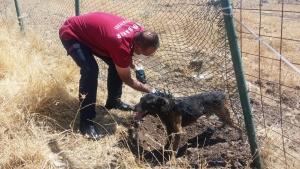İtfaiye ekipleri mahsur kalan köpeği kurtardı
