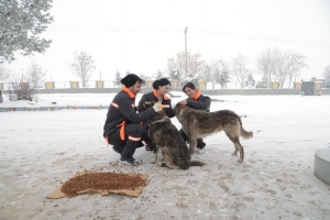 Food placed at 50 locations for stray animals