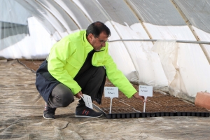 Yerel tohum toprakla buluştu, 300 bin fide &ccedil;ift&ccedil;ilere &uuml;cretsiz dağıtılacak