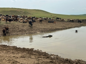 Golekê ke hewyanî tira awe şimenê, yenê newekerdene û pakkerdene