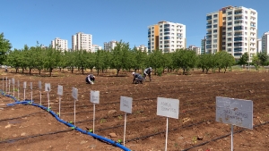 Şaredariya Amedê ji bo tovên xwemalî şitil çandin