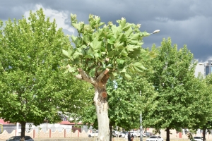 Vernîya huşkbîyayîşê daran yena girewtene