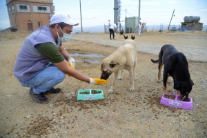 Li navçeyan jî kûçik û pisîk nehatin jibîrkirin