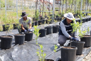 Yaban mersini ve aronya üretimi için çalışma başlatıldı