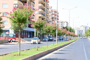 Refûj û duryan bi dara tevîyê xemilîn