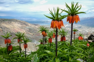 Koy&ecirc; Meqam&ecirc; Zulq&ecirc;f&icirc; ra Xeml&ecirc; Guldexw&icirc;nan