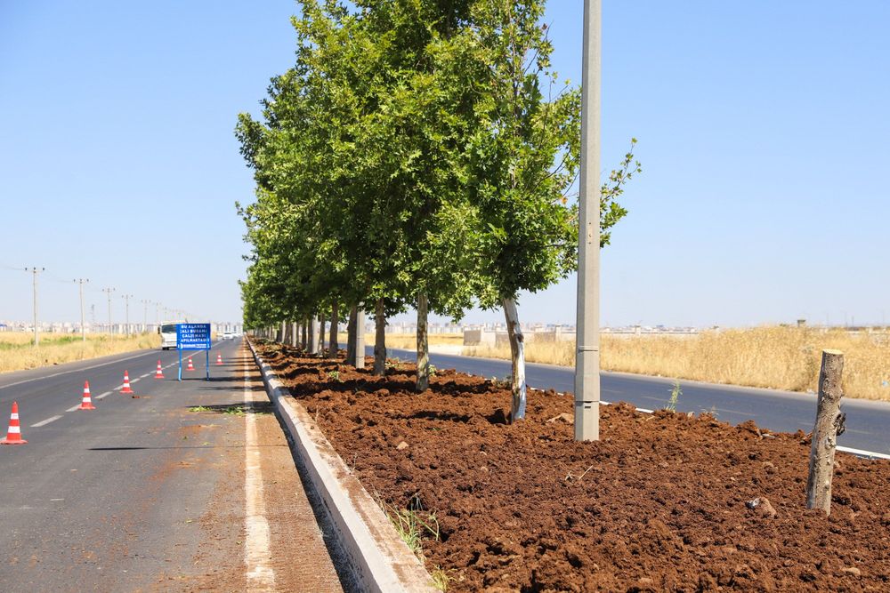Mardin yolu 14 bin 200 gülle renklenecek 6